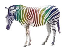 Zebra.jpg