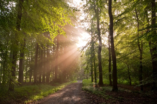 Sun_peeking_through_trees.jpg